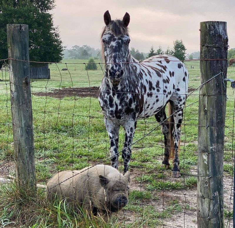 Frog Song Farm: Rescued Animals Finding Forever Homes