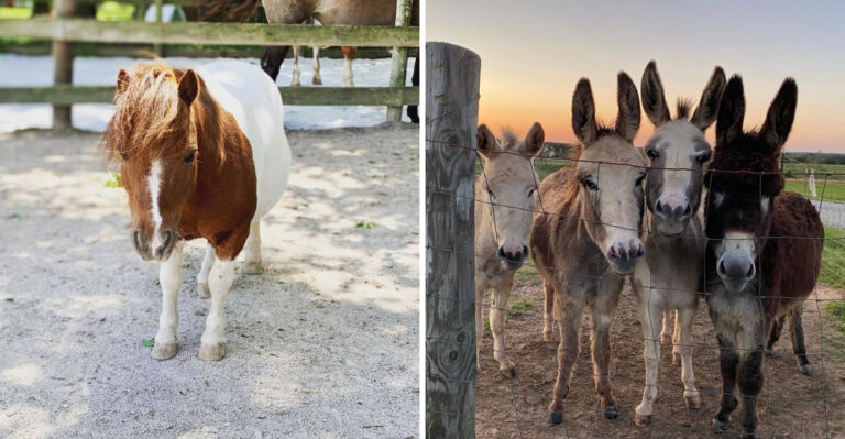 South Carolina’s Hidden Animal Sanctuary Where You Can Meet Incredible Animals