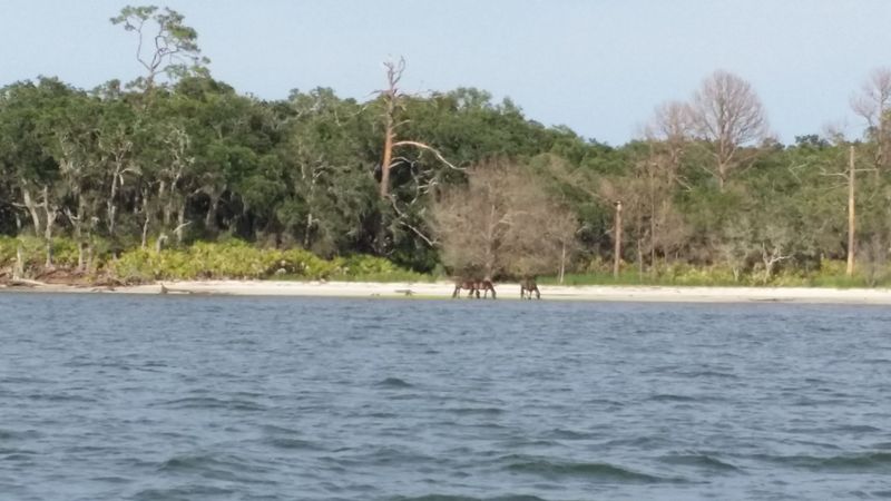 Little Cumberland Island (Near Cumberland Island)