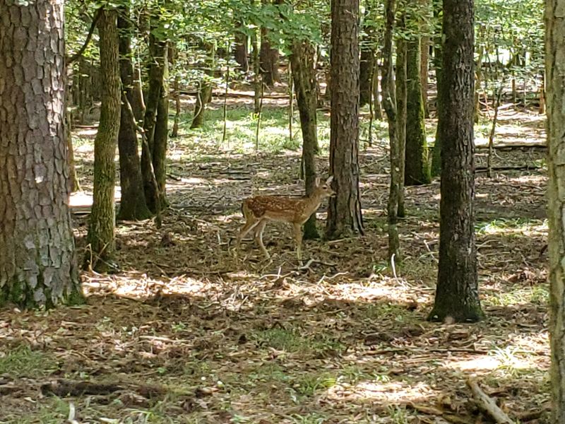 The Magic Of A Forest Ride: A Journey Through Tall Pines