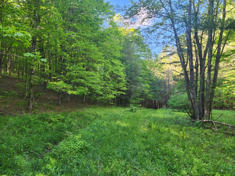 Partridge Run Wildlife Management Area Trails — Berne