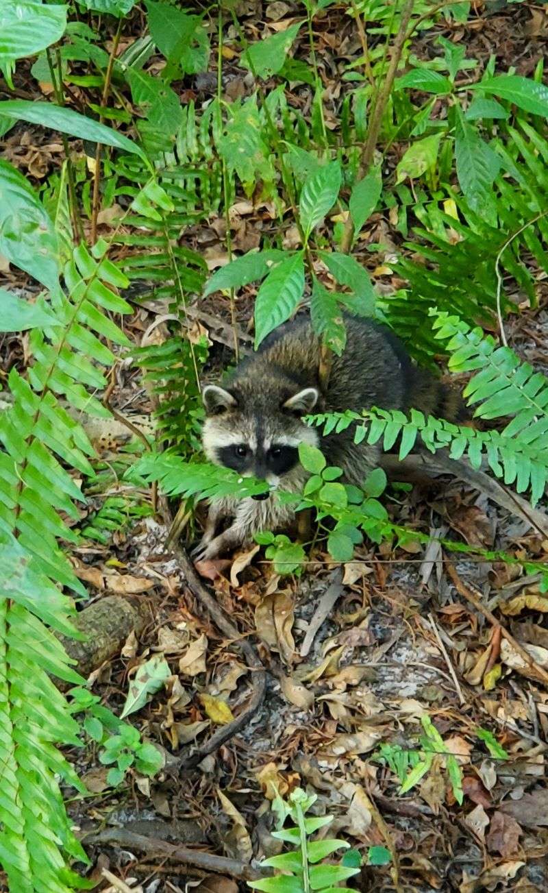 Wildlife Thrives Here Despite The Surrounding Development