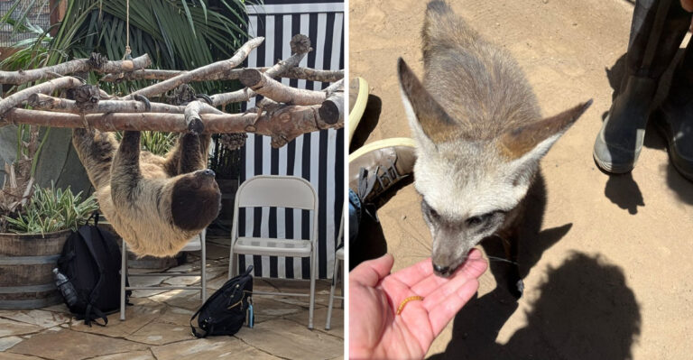 The Hidden Animal Sanctuary In California Where Visitors See Rare Wildlife