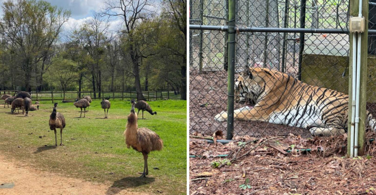 The Hidden Animal Sanctuary In Georgia Where Exotic Animals Are Protected