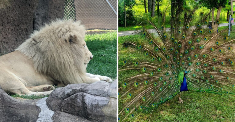 The Hidden Animal Sanctuary In North Carolina Where You Can Meet Incredible Creatures