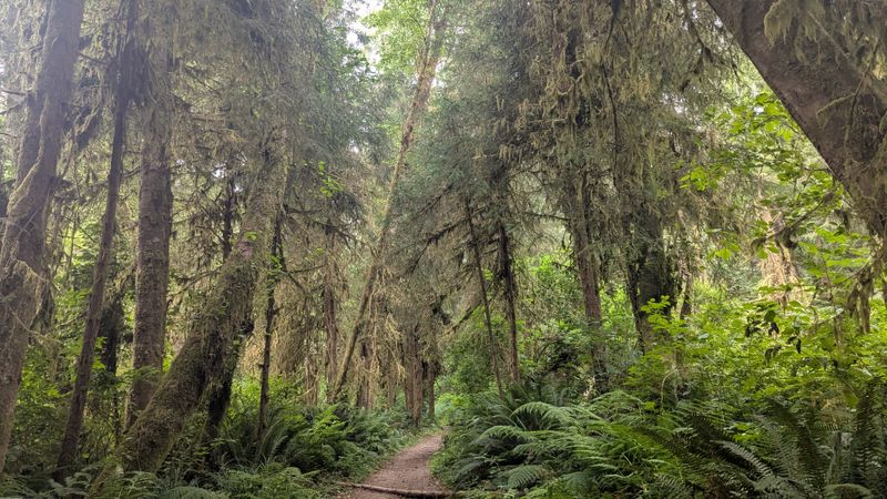 Redwood Forest First, Ocean Second
