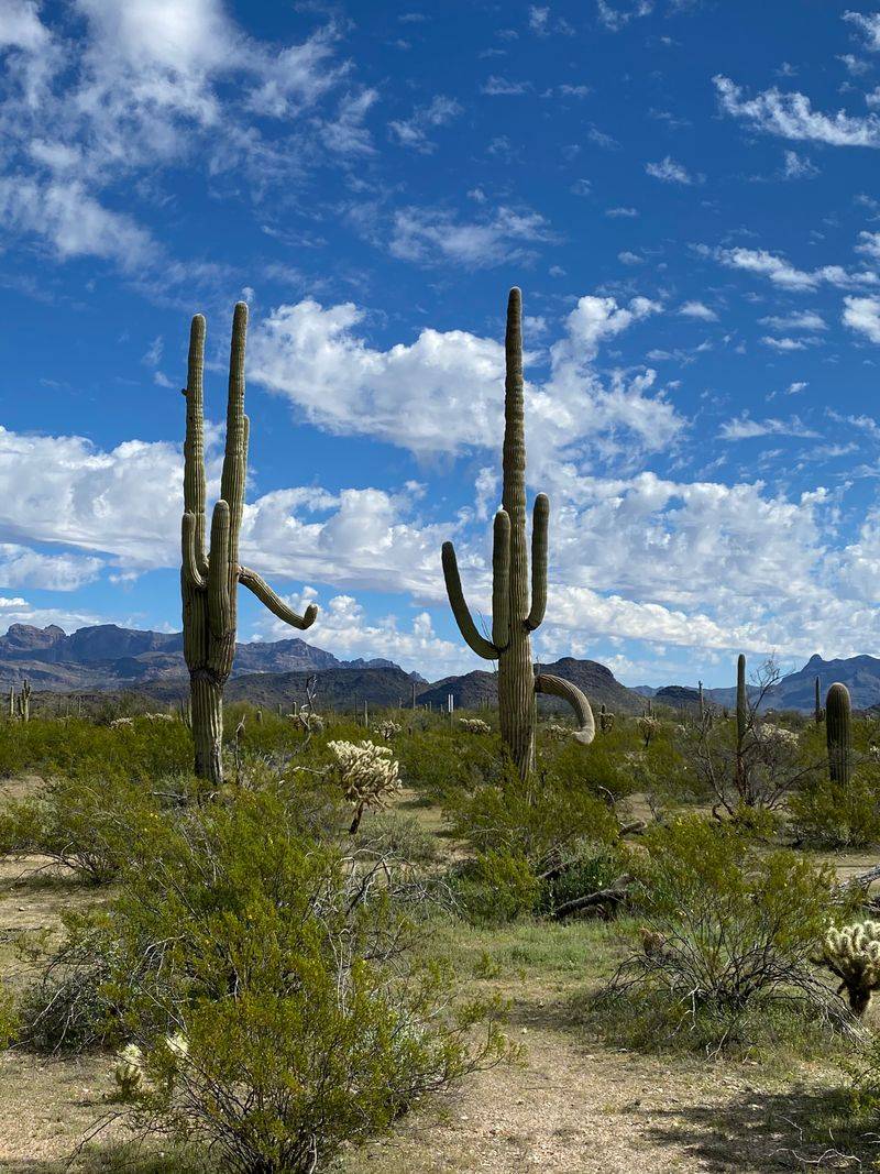 Where Ajo Sits In The Heart Of The Sonoran Desert