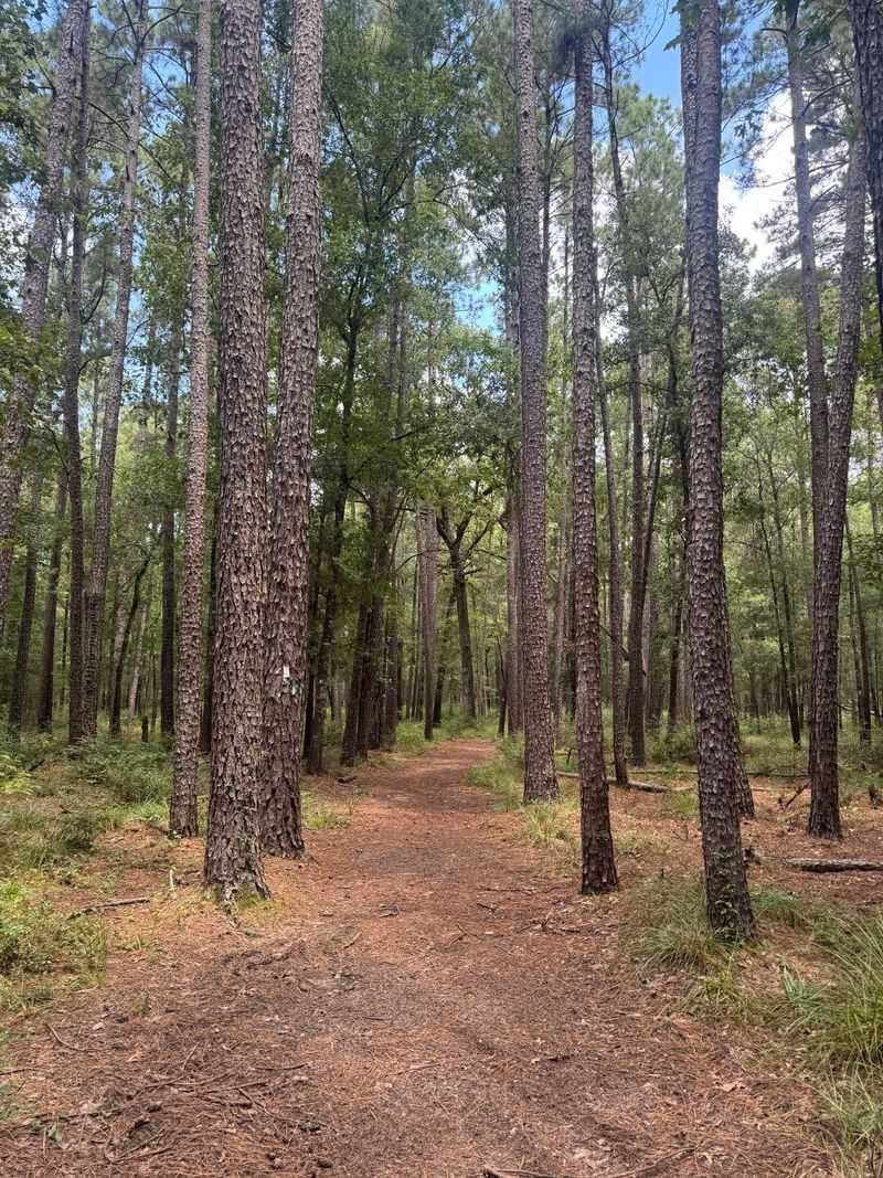 Lone Star Hiking Trail (Sam Houston National Forest)