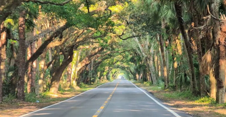 This 12-Mile Tree Tunnel In Florida Feels Like Driving Through A Dream