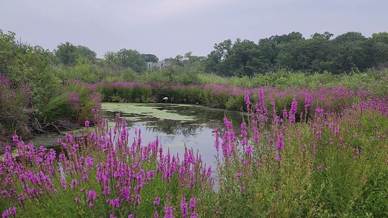 A Quiet Wetland Escape In The Twin Cities