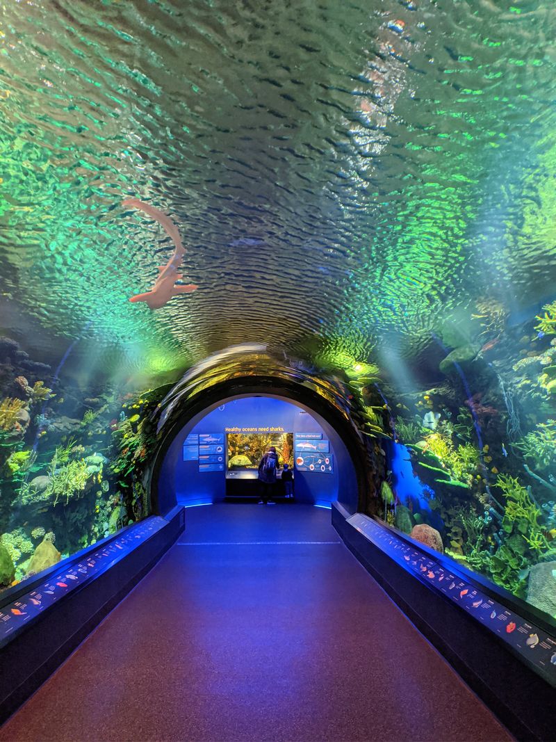 Stepping Into The Tunnel’s Quiet