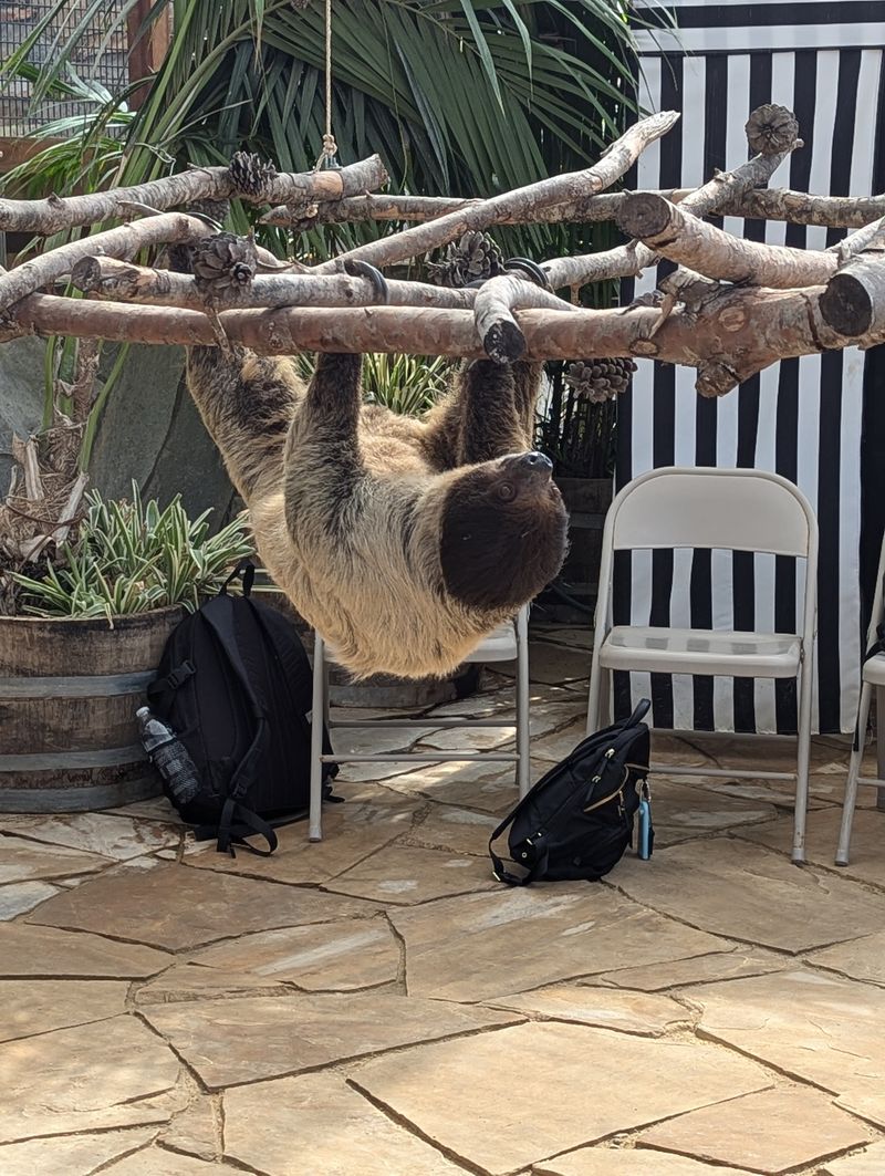 The Rare And Exotic Animals You Can See Beyond Otters