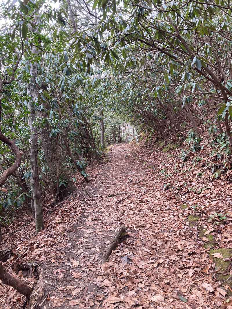 A Storybook Forest Path