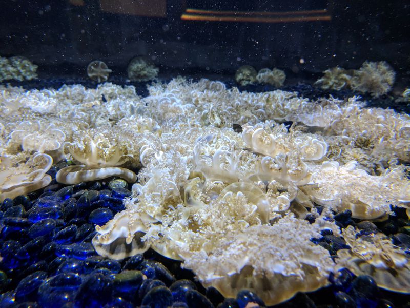 Jellies Drifting Through Their Own Calendar