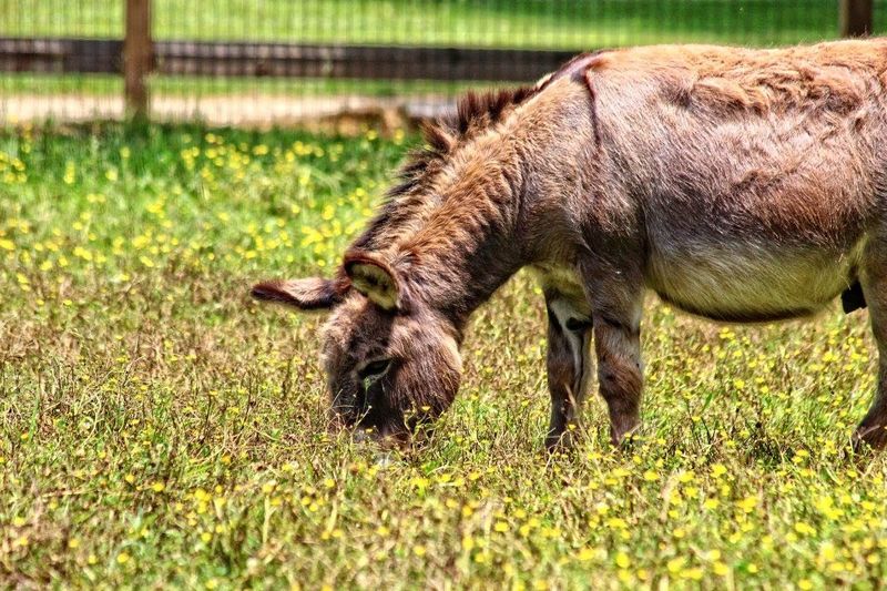 Every Animal Has A Permanent Home