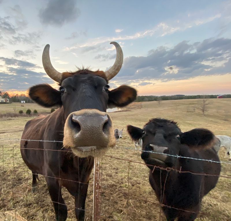 Why Frog Song Is A Must-Visit For Animal Lovers