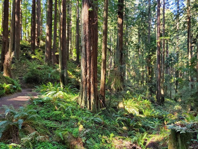Arcata Community Forest Trails Exploration (Arcata, CA)