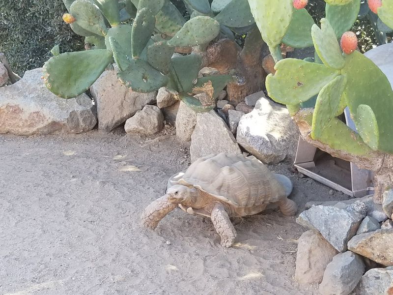 How The Sanctuary Helps Change Views On Exotic Wildlife