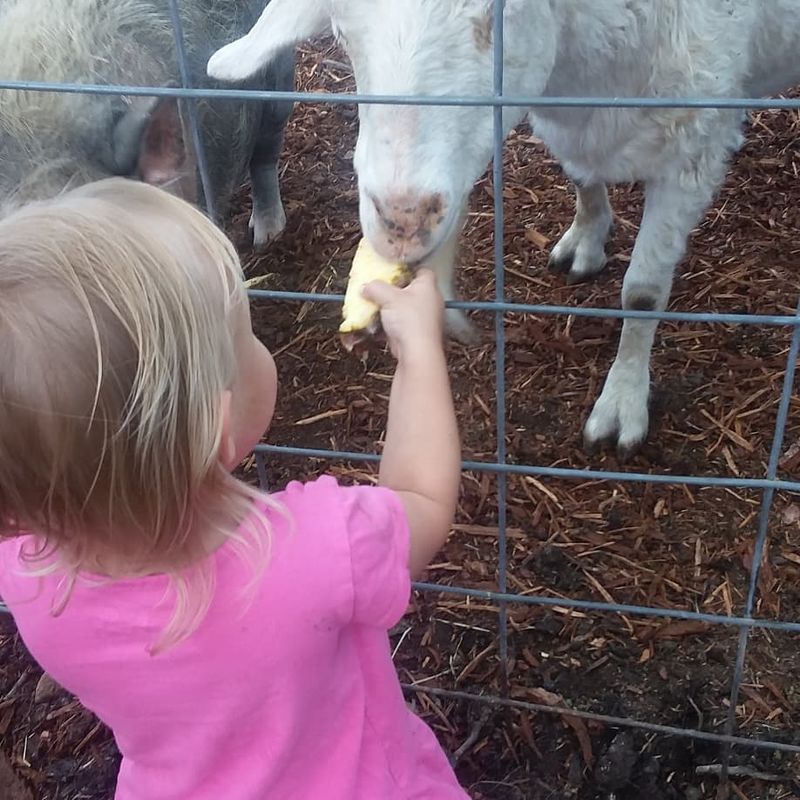 How You Can Farm Sanctuary