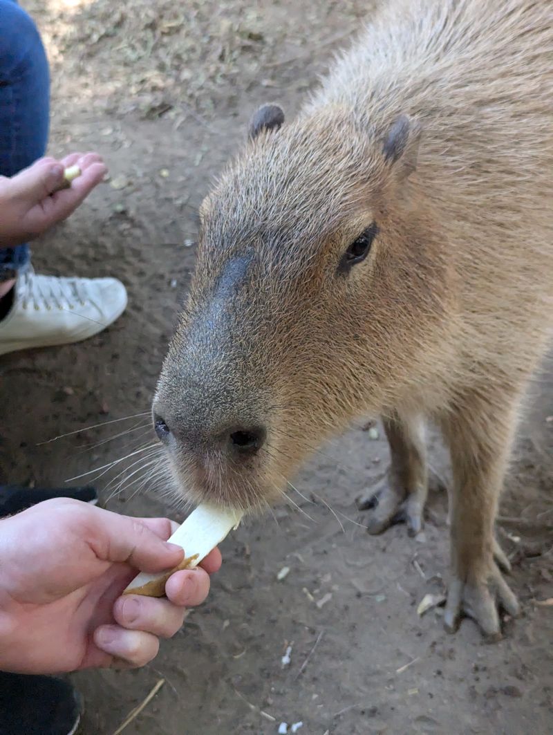 What Visitors Should Know Before Booking A Visit