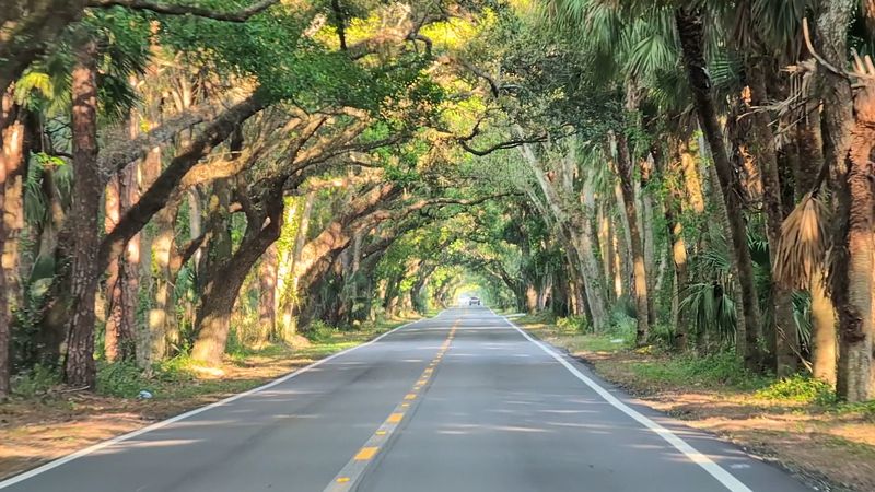 A Magical Drive Through Florida's Forest Canopy