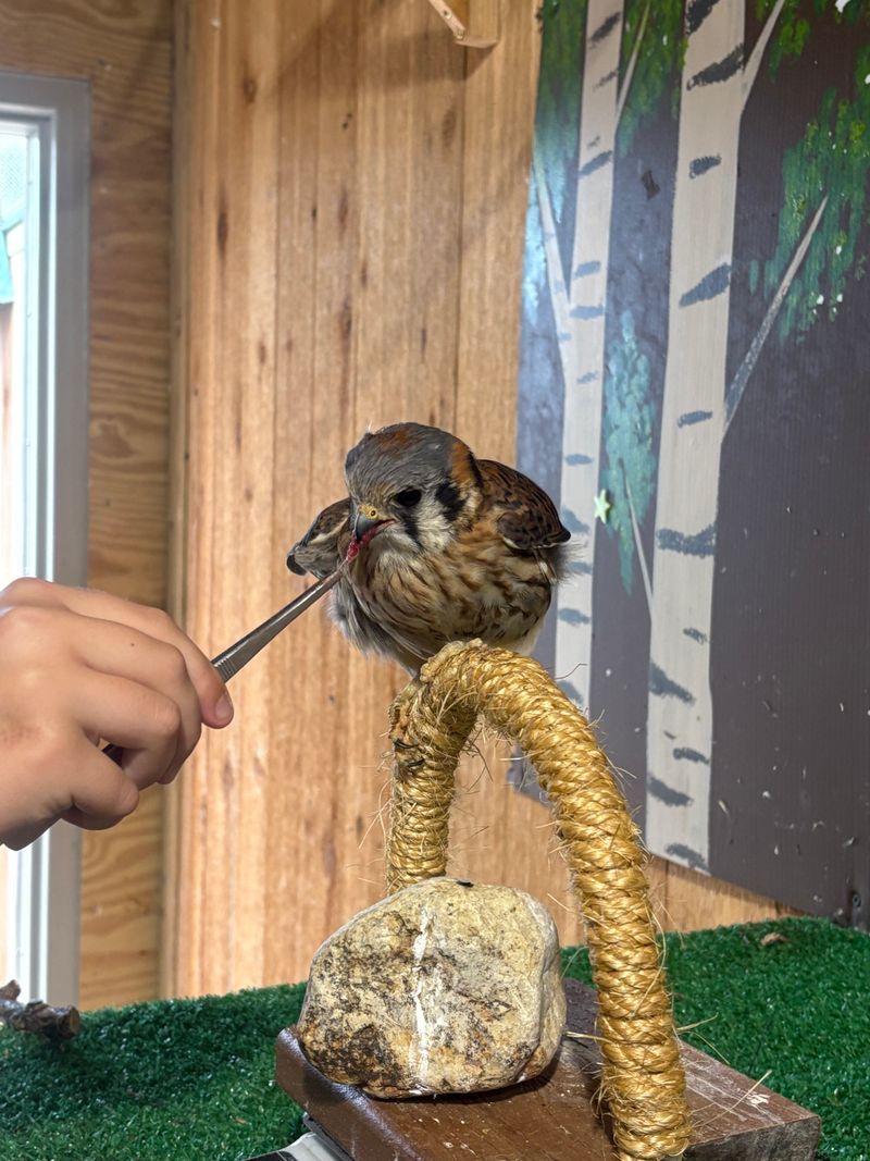 Home To Some Of The World's Rarest Hoofed Animals