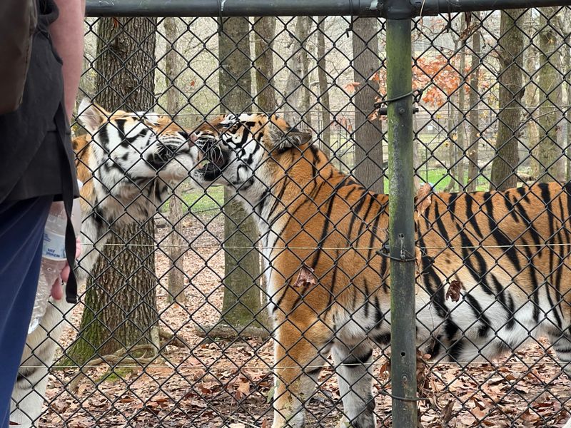 How Exotic Animals End Up Needing Rescue