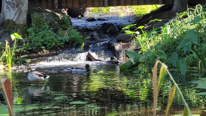 Bridges, Ponds, And Water Features Straight Out Of A Children's Book