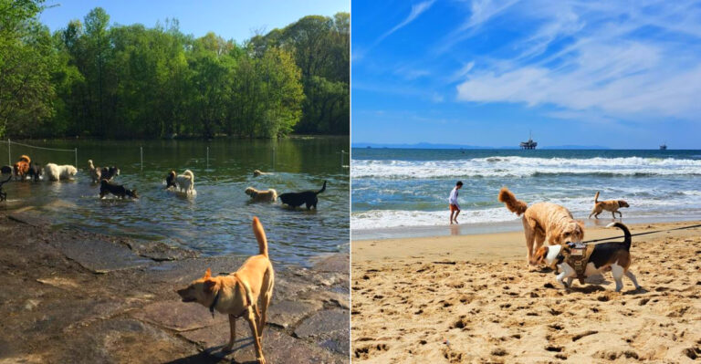 13 Stunning Dog Beaches In New York That Will Make Your Pup Happier Than Ever