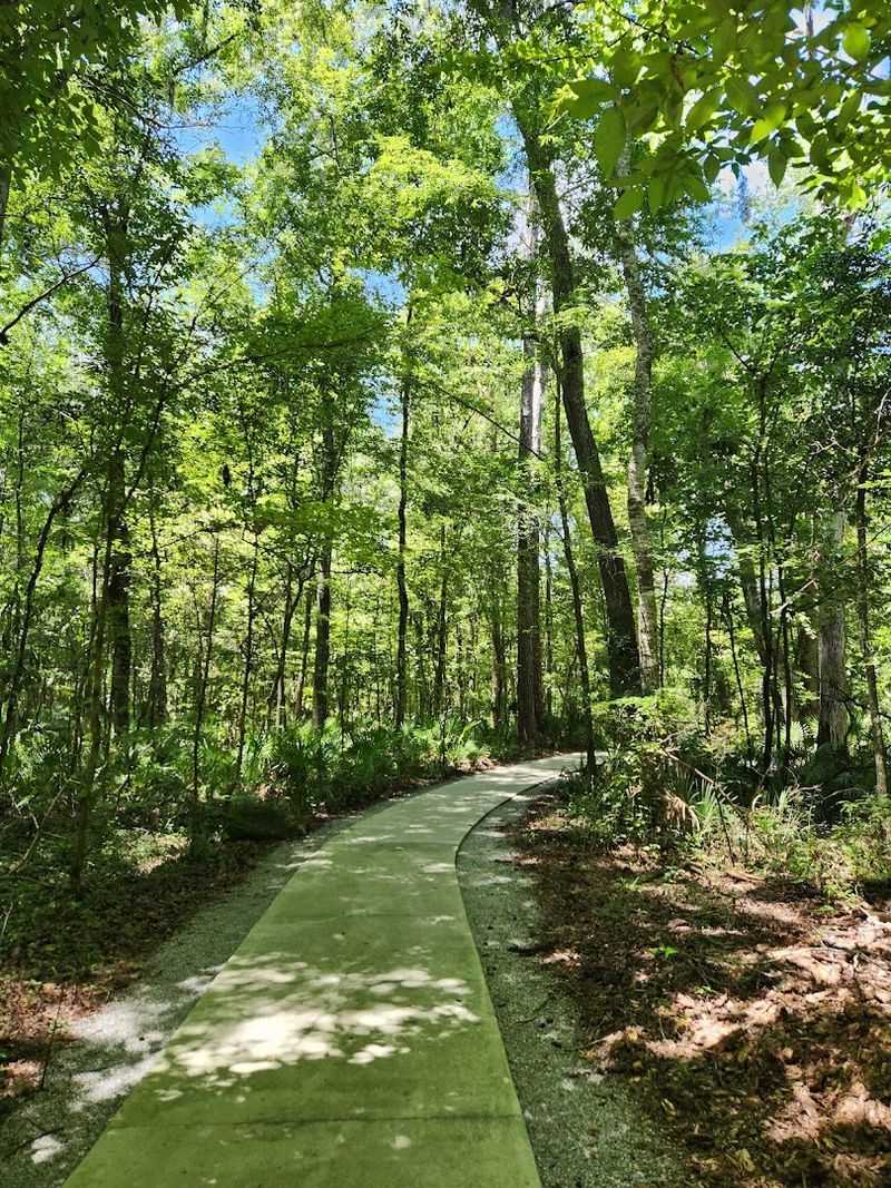 A Rare Mini Rainforest In North Florida
