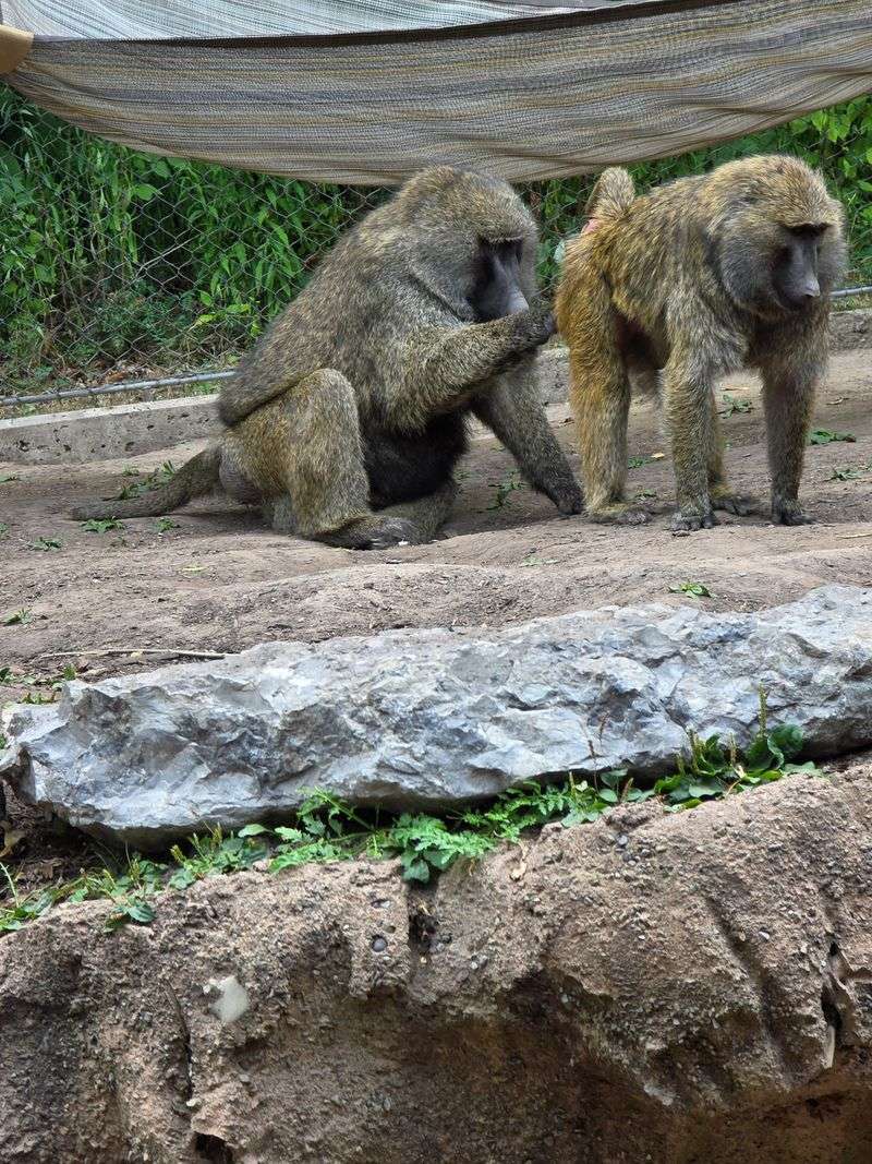 Conservation Threads You Can Follow Home