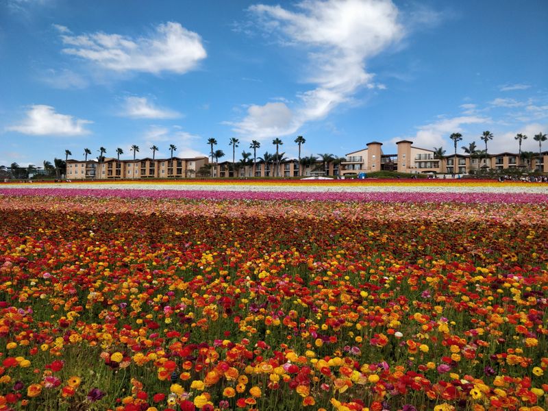 Spring Timing That Turns A Short Season Into A Major Event