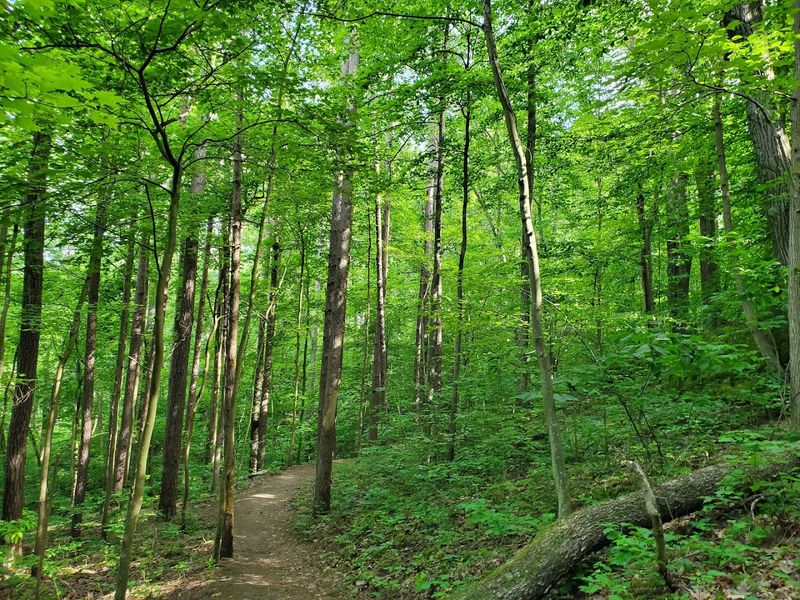 Shaded Campgrounds Surrounded By Mature Forest