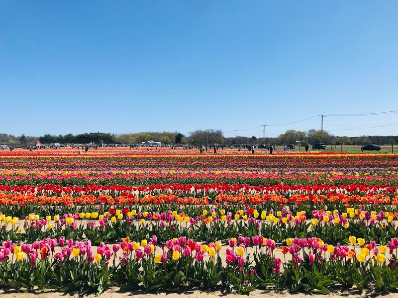 Pick Your Own Happiness (Literally)