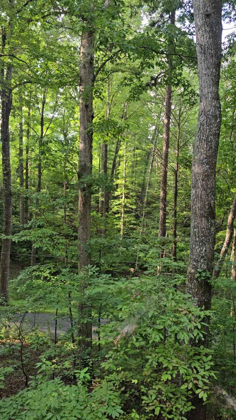 Old Growth Shade And Quiet Company