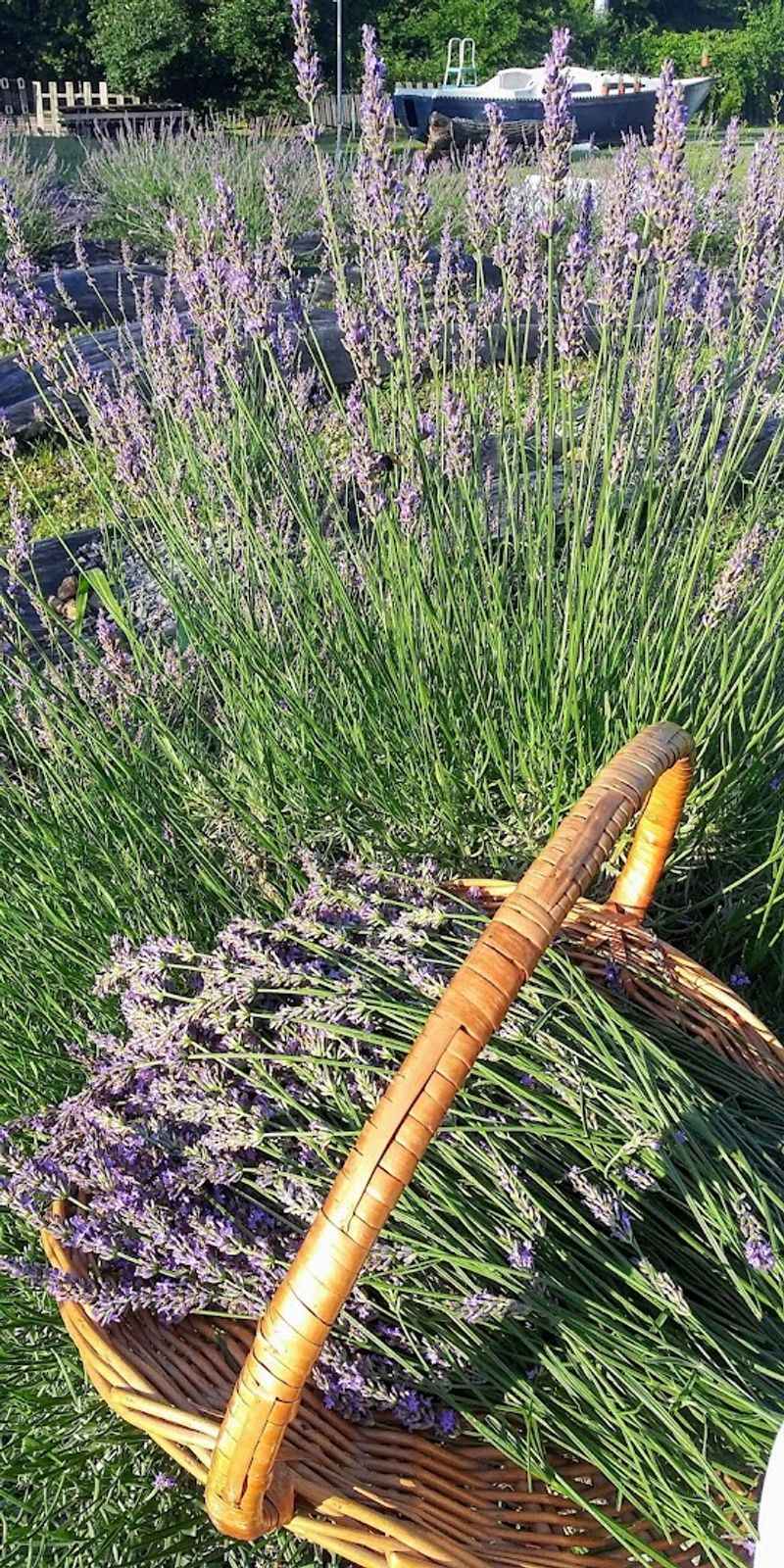 Harvest Days With Quiet Purpose