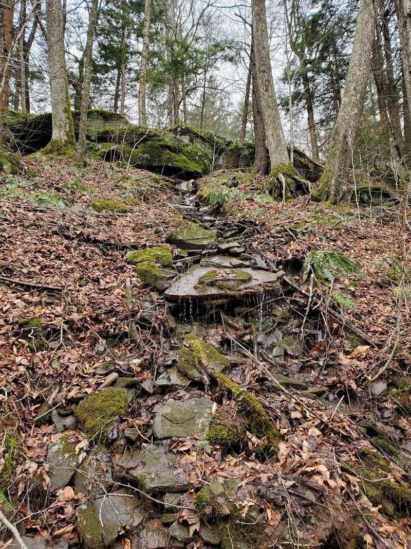 Surrounding Forest Creates A Serene Nature Experience