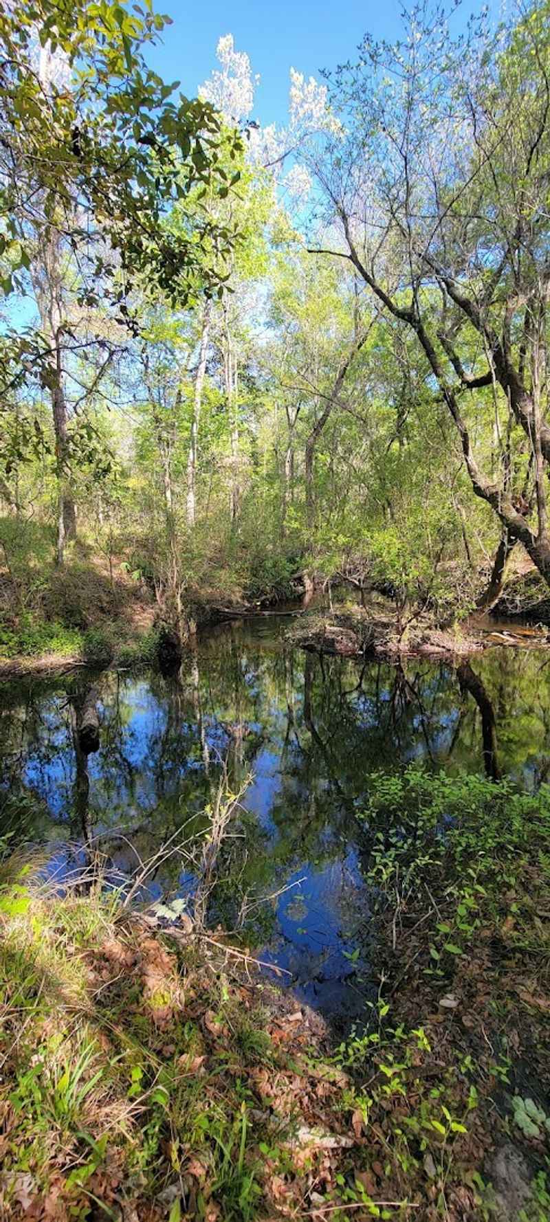 Wildlife Thrives In The Hardwood Forest
