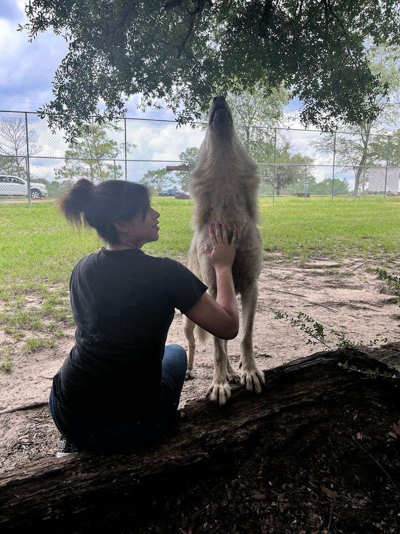 An Emphasis On Respecting Wolf Behavior