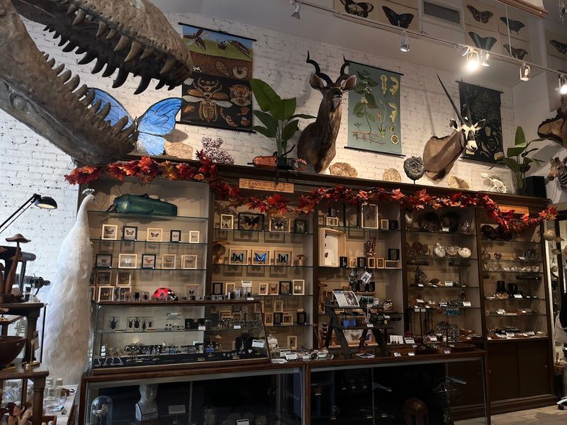 The Remarkable Collection That Turns Browsers Into Devoted Collectors