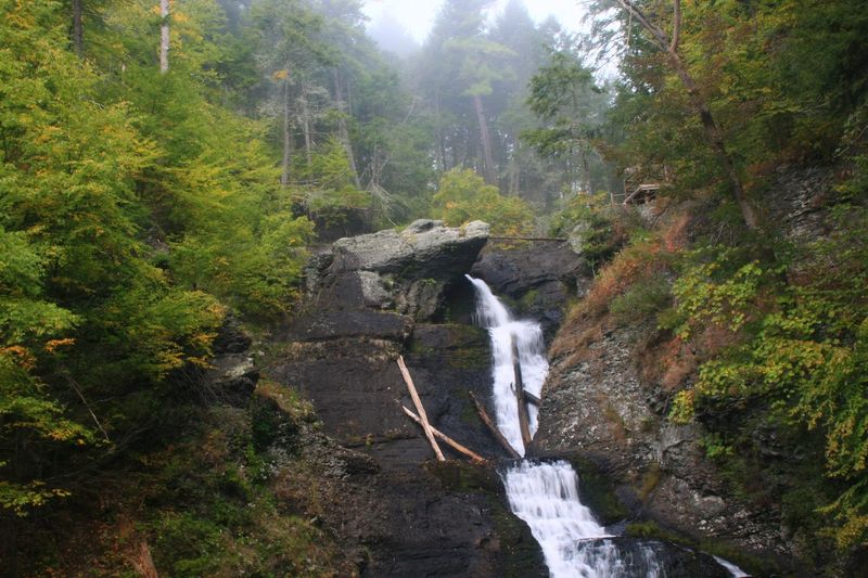 A Shaded Forest That Enhances The Calm