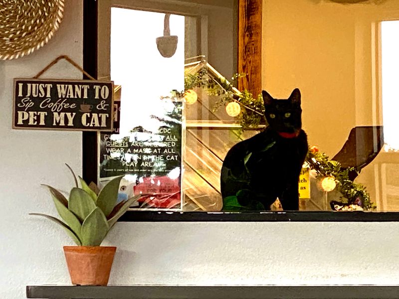 The Space Is Designed For Cat Comfort