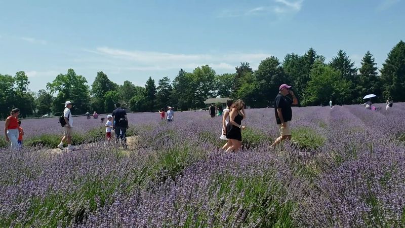 Walking The Lavender Rows