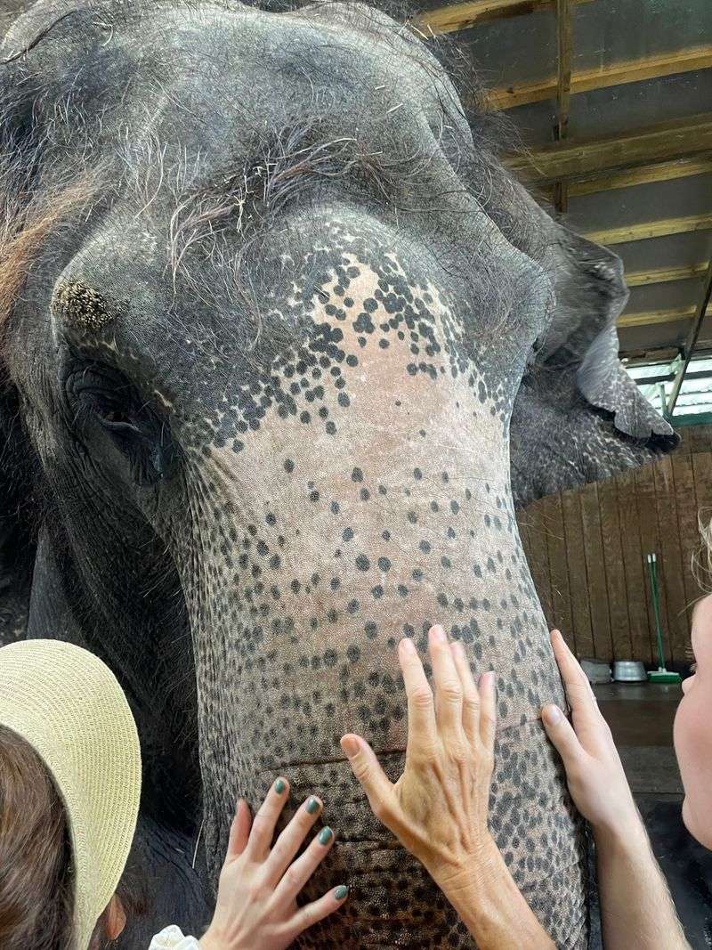 Guests Can Feed Elephants By Hand
