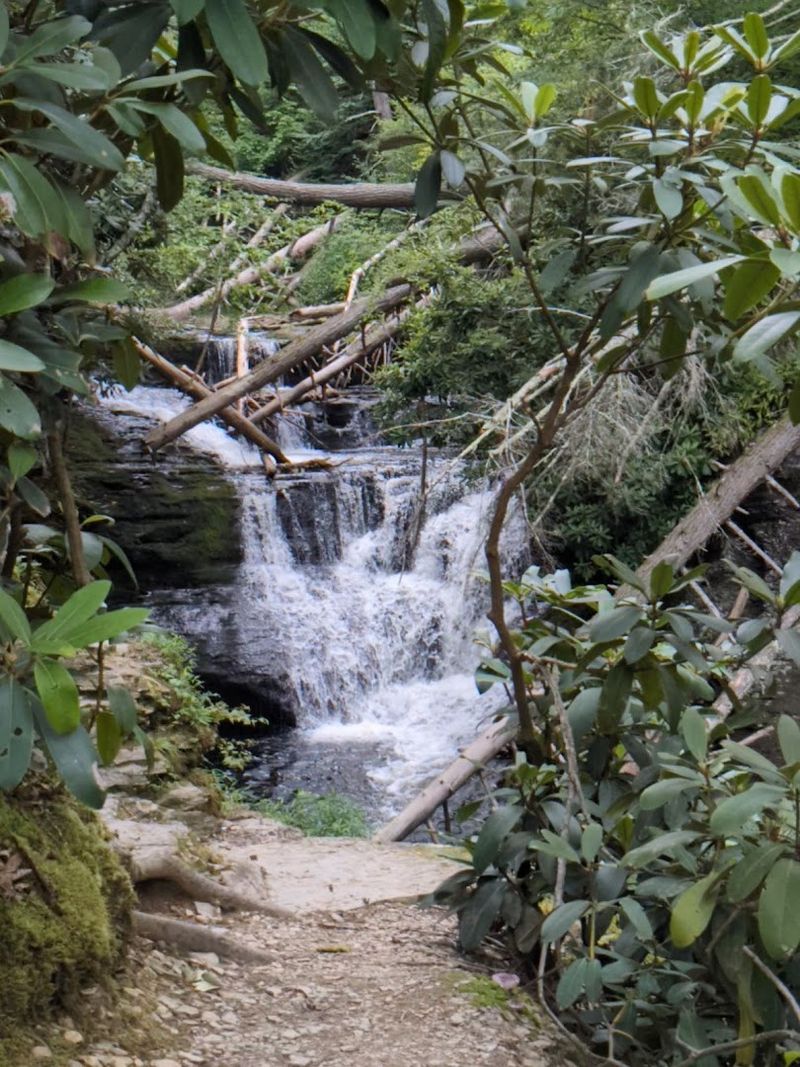 Wildlife And Native Plants Along The Trail