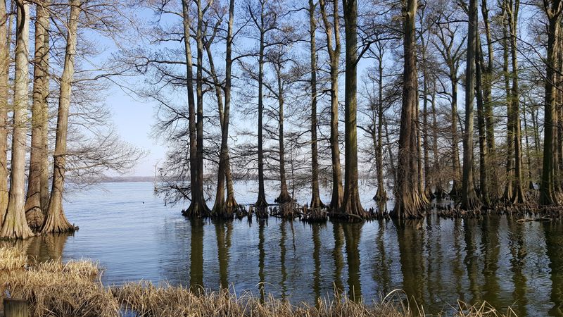 Reelfoot Lake State Park