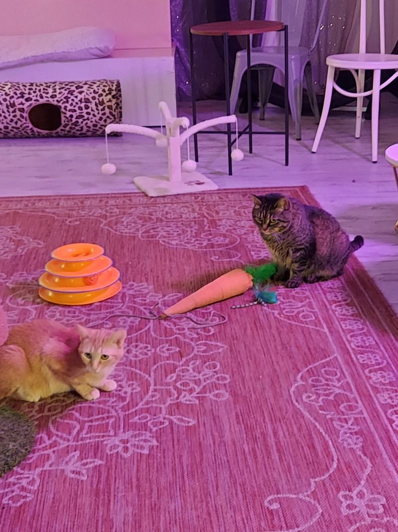 Supporting The Mission Beyond Adoption