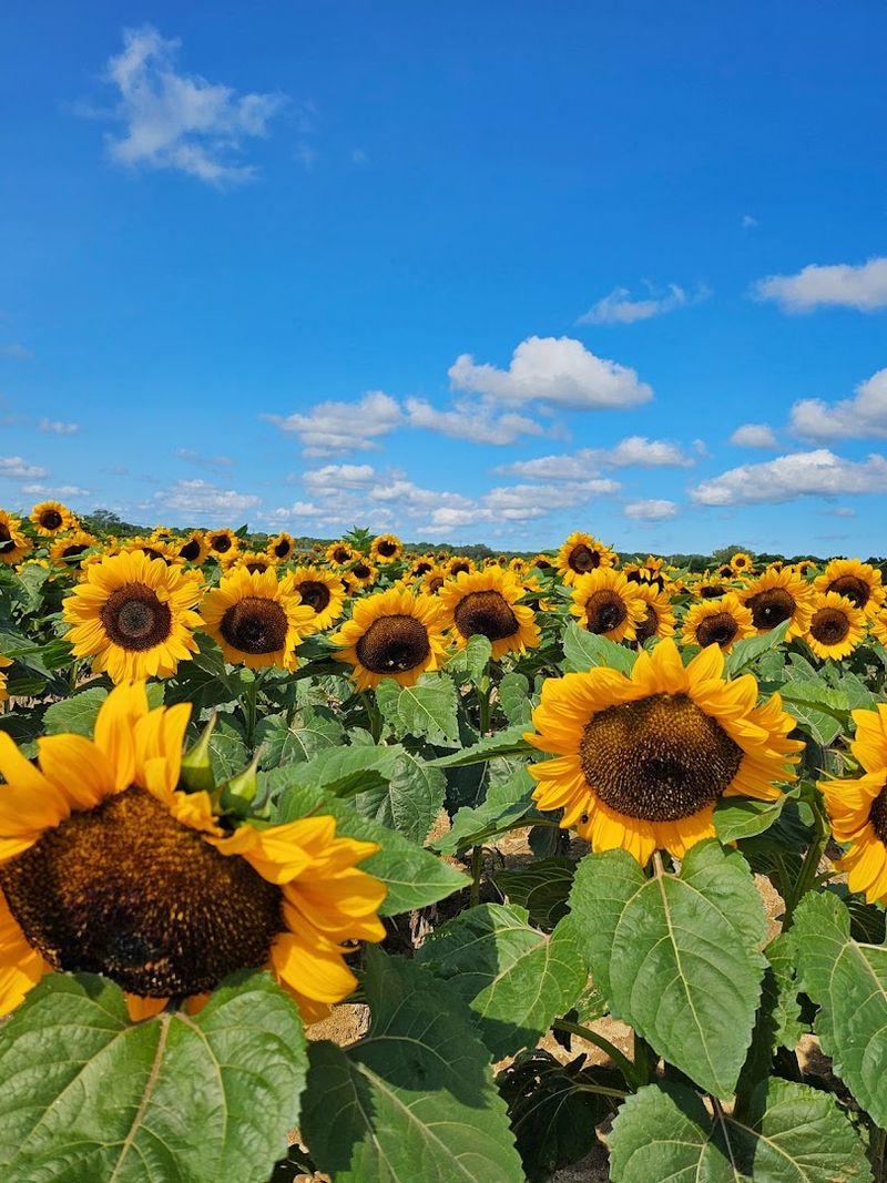Four Seasons Of Spectacular (Not Just Spring)