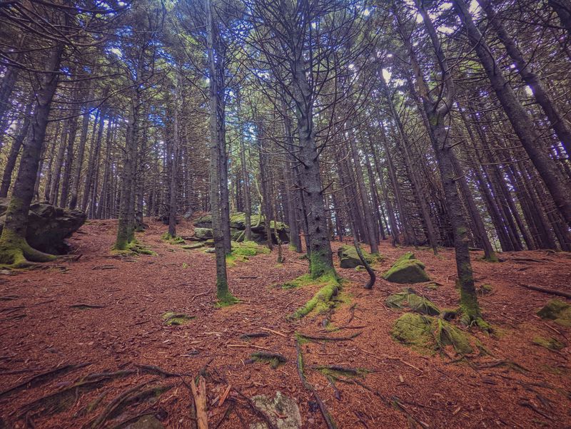 Roan Mountain State Park, Roan Mountain