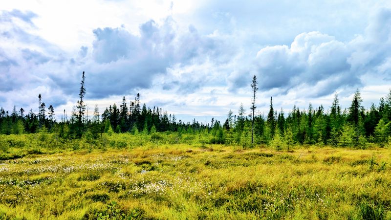 Birdlife In The Open Bog Sky